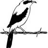 Original Shrike Logo